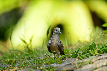 A peaceful dove with a background halo
