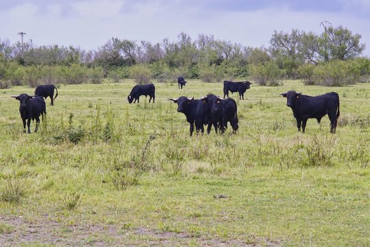 Kampfstiere in der Camargue