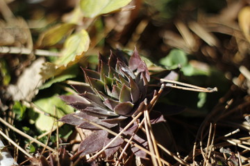 ants on plant