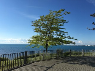 Fototapeta na wymiar tree against the sea