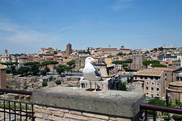 Fototapeta na wymiar Large seagull perched on balcony at Palatine Hill in Rome, Italy with ancient ruins in background.