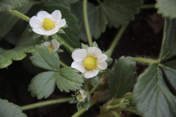 Strawberry flowers closeup