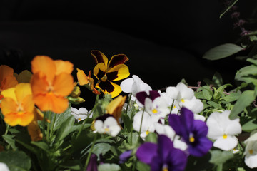 Closeup on colourful Pansies.