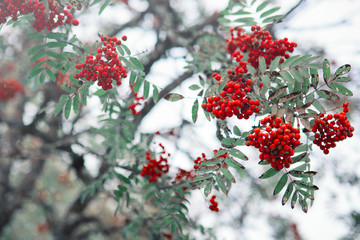 Red rowan berries isolated on white blur background.