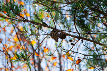 Short leaf pine tree with fruits in autumn season background