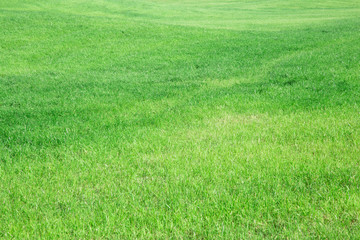 Obraz na płótnie Canvas Beautiful green grass fields
