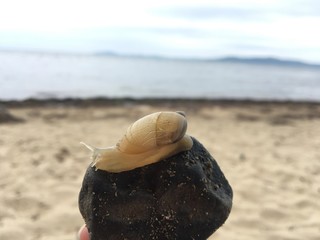  snail on stone