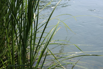 Foglie di Giaggiolo acquatico Iris pseudacorus