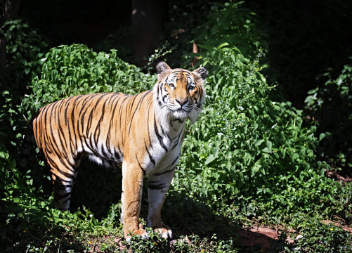 Bengal Tiger walking in forest