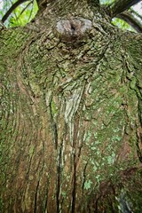 Pattern of Green Moss on Tree 2