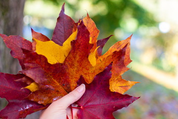 Hand holding colorful maple leaves with green bokeh background