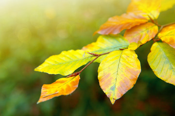 Obraz premium Yellow autumn beech leaves isolated on sunny background.
