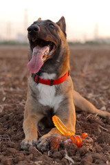 Malinois dog with a toy.