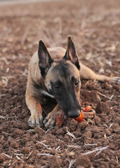 Melanoise dog with a toy.