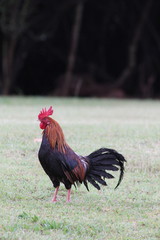 Rooster