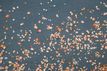 Colored fallen autumn leaves on asphalt surface - obrazy, fototapety, plakaty