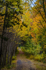 Fototapeta premium autumn in the forest