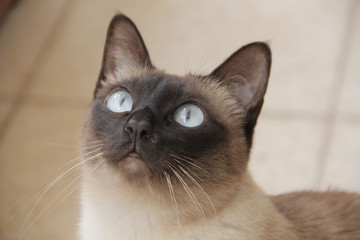 Siamese cat portrait 