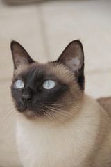 Siamese cat portrait 