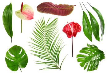 Fresh tropical monstera leaf on white background