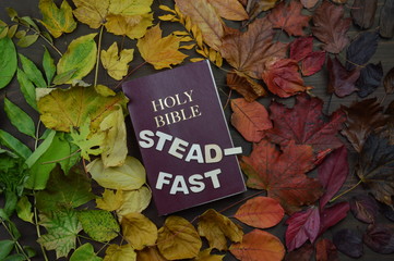 colorful changeable autumn leaves in color gradient on brown wood with a bible in the middle and...