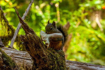 squirrel eating a srum 