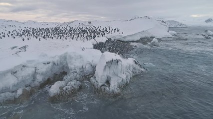 Antarctica penguins colony. Aerial drone view flight over swimming, standing Emperor penguins groups. Antarctic wildlife among snow ice sheet and raging ocean. 4k - Powered by Adobe