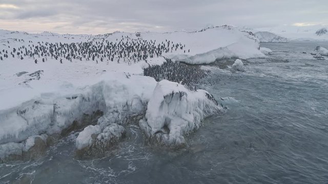 Antarctica penguins colony. Aerial drone view flight over swimming, standing Emperor penguins groups. Antarctic wildlife among snow ice sheet and raging ocean. 4k