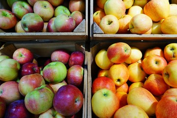 Crates of fresh heirloom apples at a farmers market