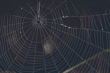 Spider web isolate