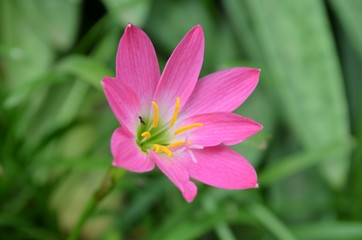 Fototapeta premium Rain​ lily​ flower​