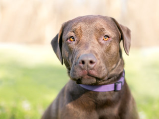 A Chocolate Labrador Retriever dog with an apprehensive expression