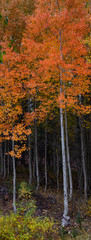 aspen tree in autumn