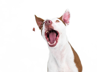 A red and white Pit Bull Terrier mixed breed dog opening its mouth to catch a treat