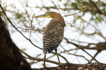 Obraz premium Bare-throated Tiger-Heron (Tigrisoma mexicanum) in Palo Verde National Park, Costa Rica