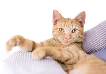 Obraz premium A cute orange tabby kitten relaxing in a cat bed