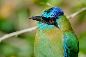 Blue-crowned Motmot (Momotus momota) in Monteverde, Costa Rica