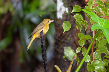 Summer Tanager (Piranga rubra) - female near Sarapiqui river, Costa Rica