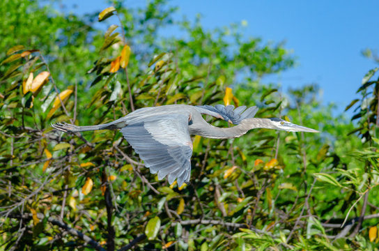 Great Blue Heron (Ardea herodias) flying in Palo Verde National Park
