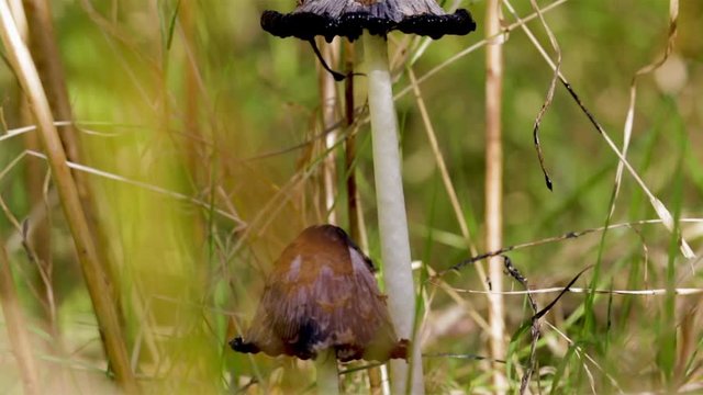 Close up of shaggy ink cap mushroom. Coprinus comatus or lawyers wig edible mushroom. Shaggy mane mushrooms in the long grass in the autumn. 