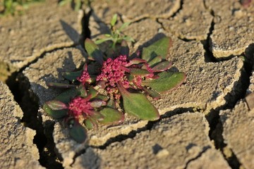 Roter Gänsefuß (Oxybasis rubra) am Ufer des ausgetrockneten Edersees 
