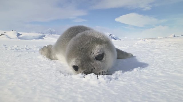 Baby Weddell seal close-up. Antarctica winter landscape. Snow plays. Behavior of wild marine animals in virgin untouched nature. Towards the camera shot. 4k Slow motion.