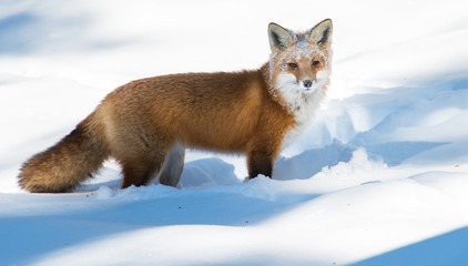 Red fox