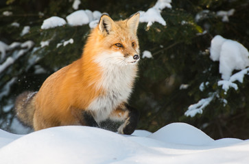 Red fox