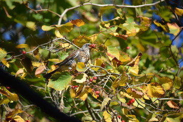 Thrush is feeding on autumn tree.