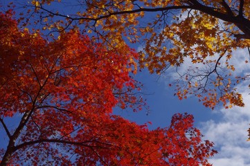 紅葉