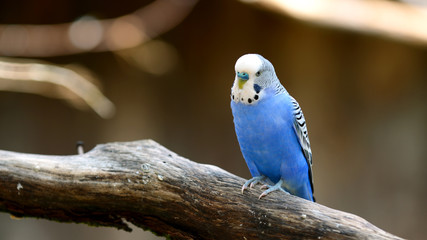 Budgerigar
