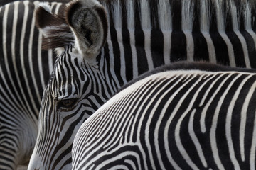 Fototapeta na wymiar zwei Zebras 
