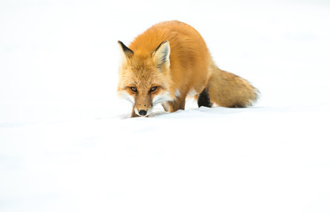 Red fox