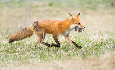 Red fox